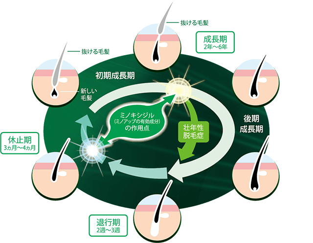 育毛の成長の画像