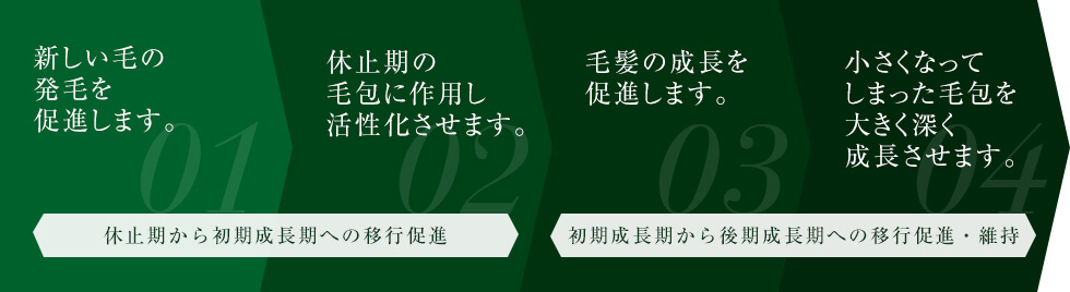 育毛の成長の段階